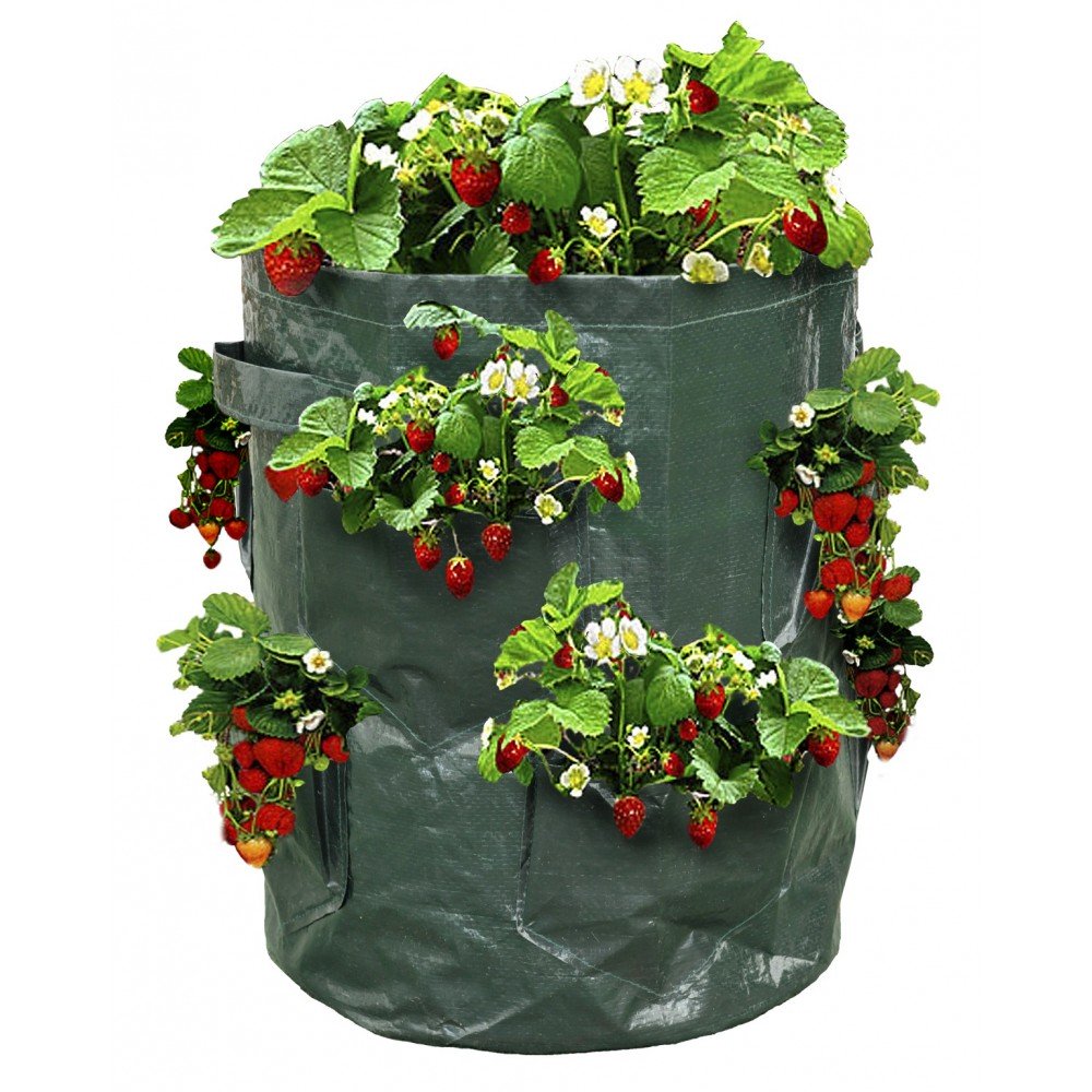 PLANTEUSES À FRAISES X2