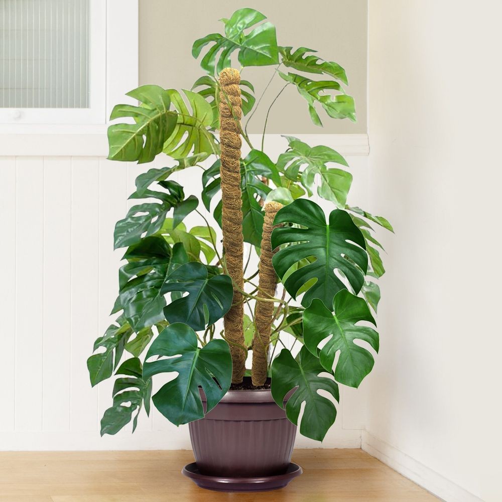 TUTEUR COCO 110 CM Ø 4.5 CM