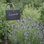 KIT ÉTIQUETTES DE JARDIN EN ARDOISE NATURELLE RECTANGULAIRE 90x70x5 MM 22 PIÈCES (1)