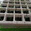 KIT DE GERMINATION 40 GODETS (6)