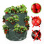 PLANTEUSES À FRAISES X2 (4)
