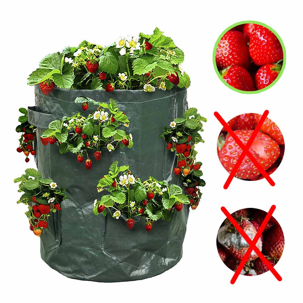 PLANTEUSES À FRAISES X2 (4)