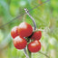 TUTEURS À TOMATES AVEC CHAS X20 (2)