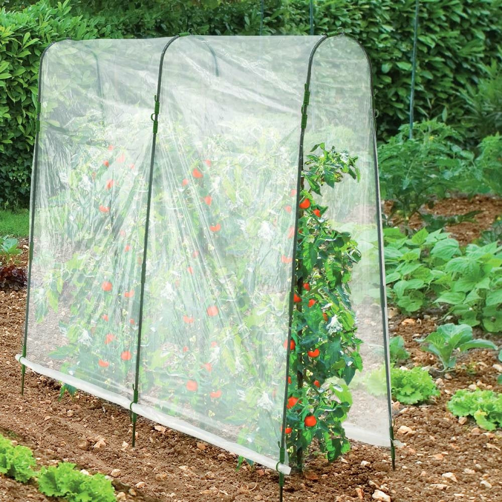 SERRE À TOMATES (2)