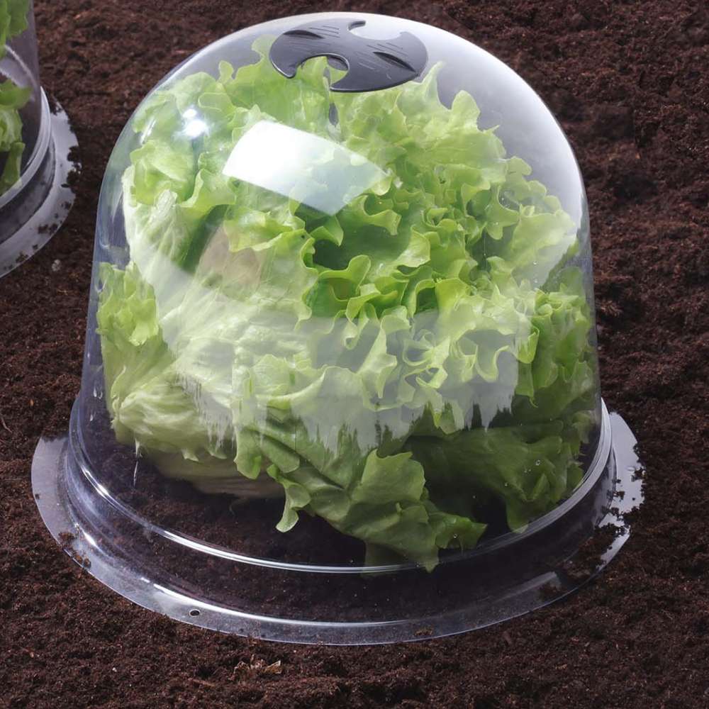 CLOCHES À SALADES X6 (3)