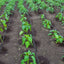 TUYAU D'IRRIGATION EN ROULEAU 300 M (2)
