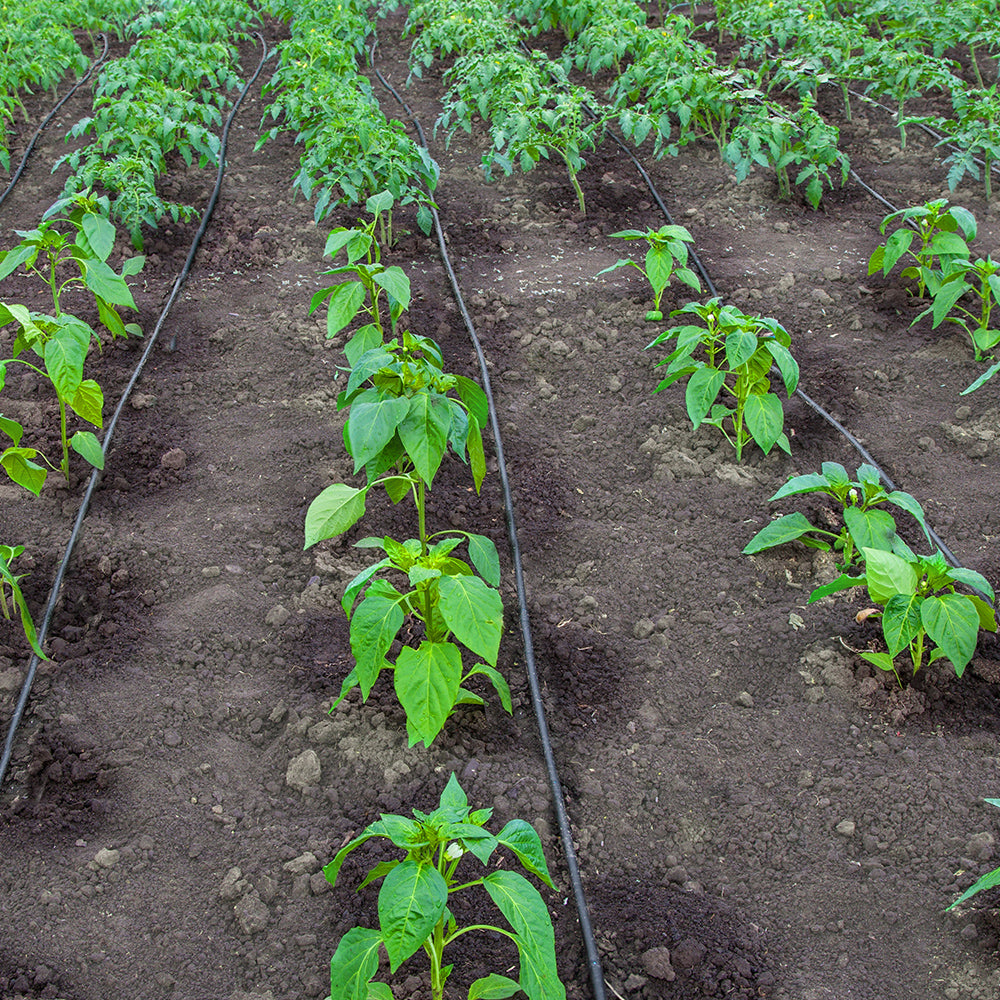 TUYAU D'IRRIGATION EN ROULEAU 300 M (2)