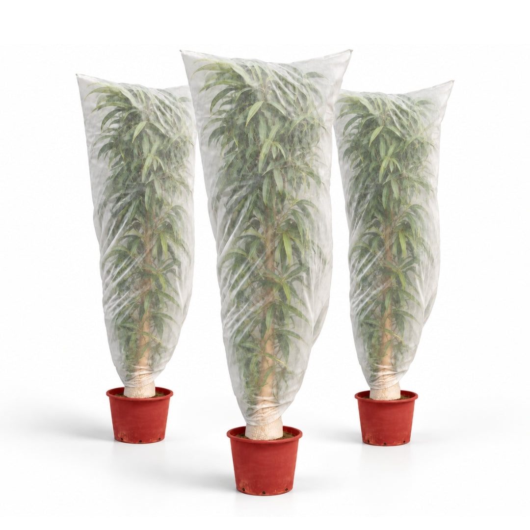 6799-voile-hivernage-plante-lot-10-img2.jpg