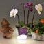 GALET LUMINEUX LED 12 CM (2)