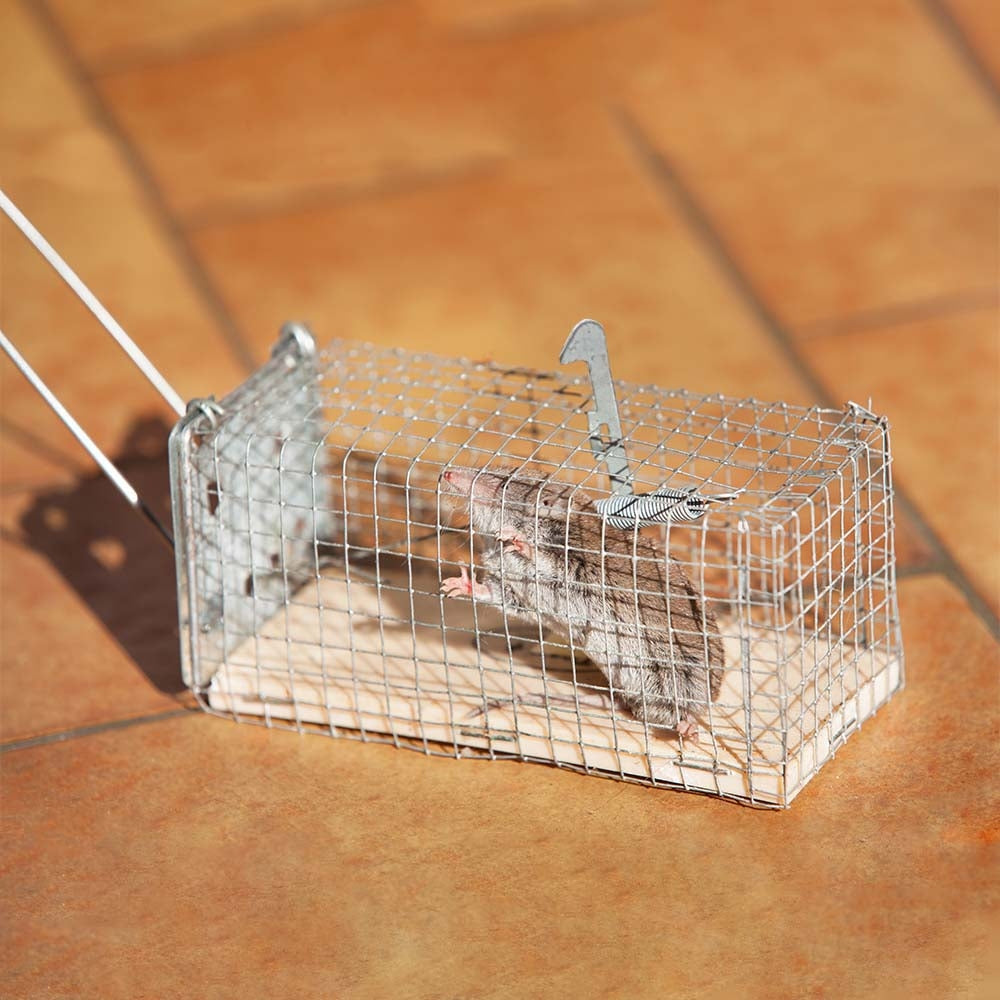 NASSE À SOURIS (4)