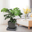 SUPPORT ROULANT POUR PLANTES CARRÉ (5)