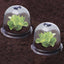 CLOCHES À SALADES X6 (4)