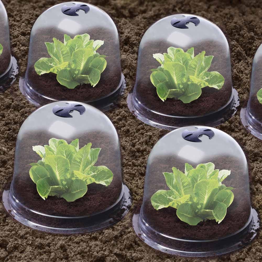 CLOCHES À SALADES X6 (5)
