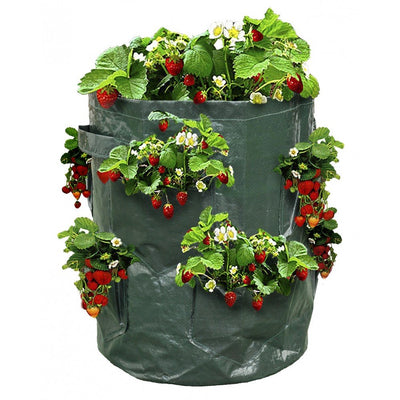 PLANTEUSES À FRAISES X2